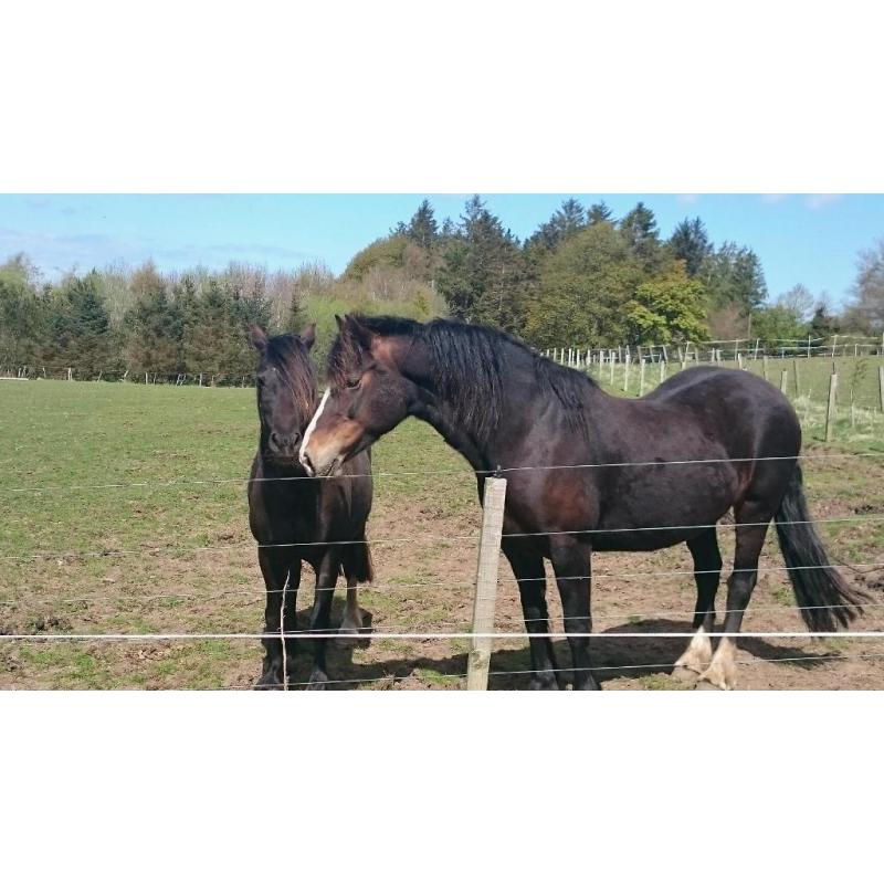 Welsh section D mare by Menai Sparkling Image