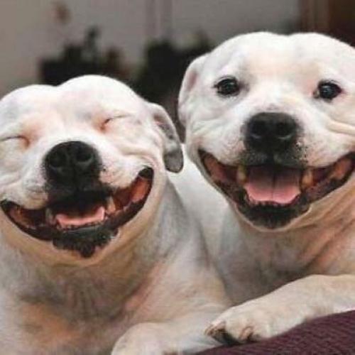 Dog / Pet Minding