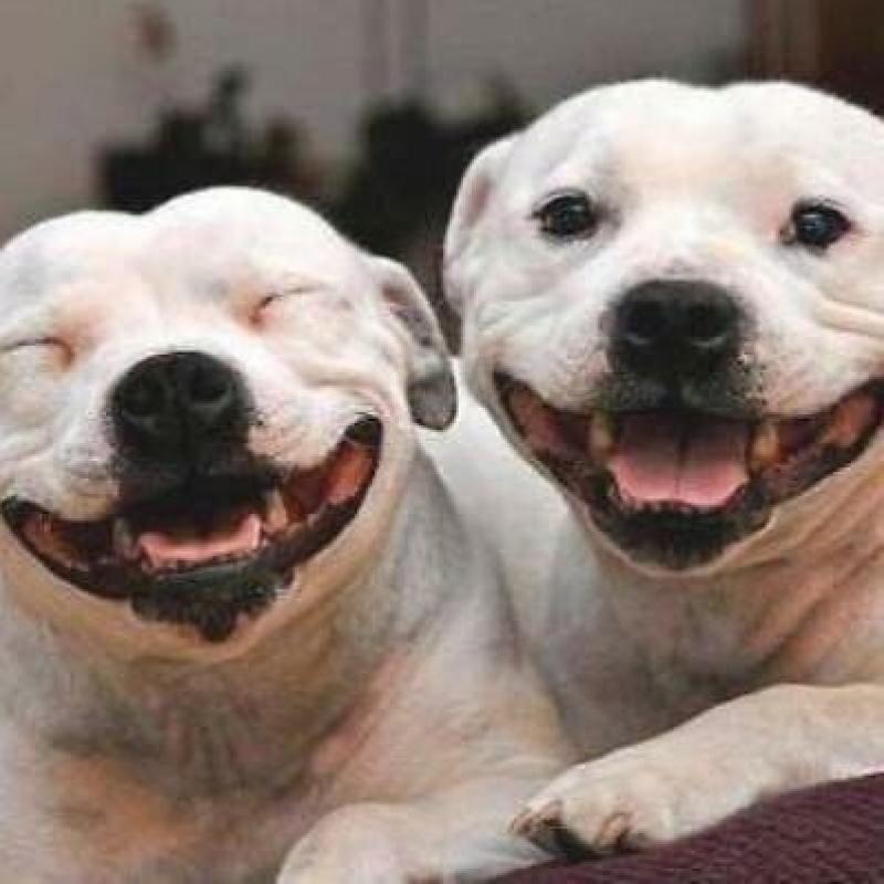 Dog / Pet Minding