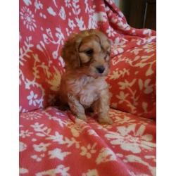 Cockerpoo girl called hetty