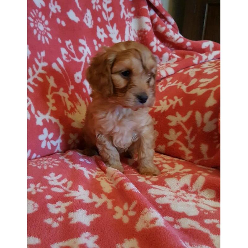 Cockerpoo girl called hetty