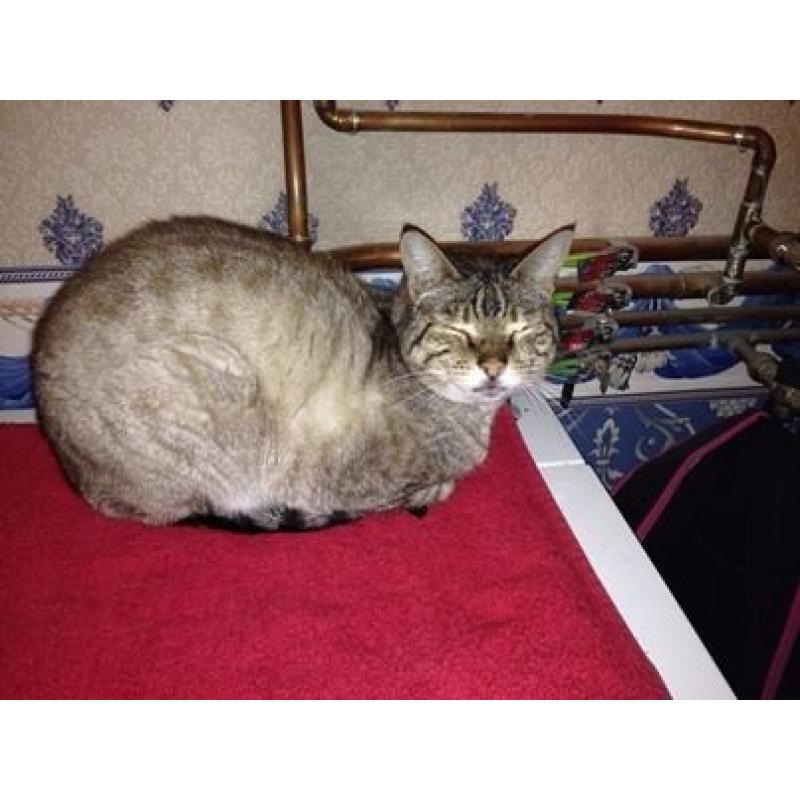 Cats Protection Shop Macduff