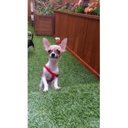 Chihuahua miniature