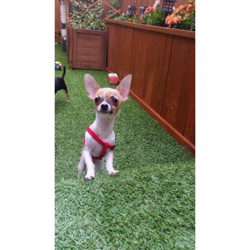 Chihuahua miniature