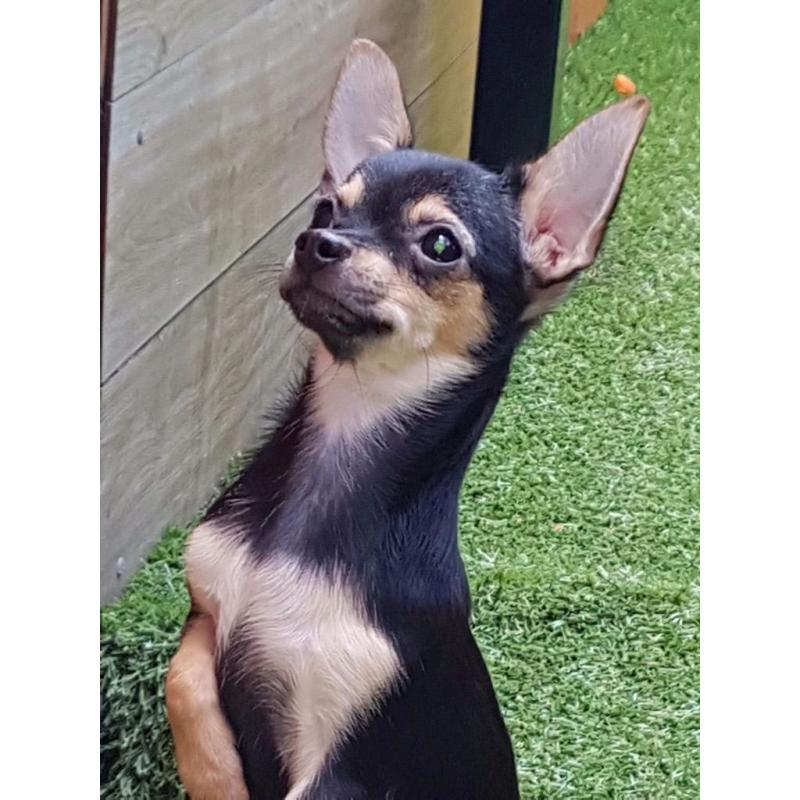 Chihuahua miniature