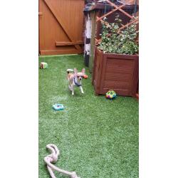 Chihuahua miniature