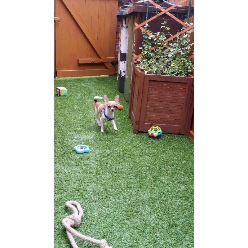 Chihuahua miniature