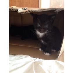 1 Cute Black And White Male Kitten For Sale From Eastwood