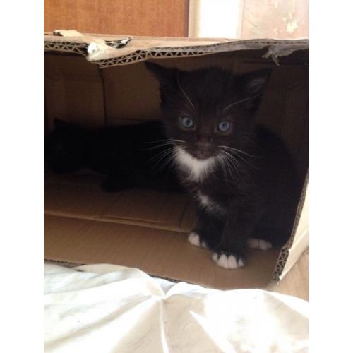 1 Cute Black And White Male Kitten For Sale From Eastwood