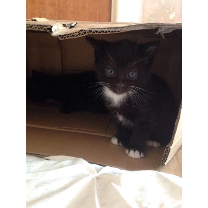 1 Cute Black And White Male Kitten For Sale From Eastwood