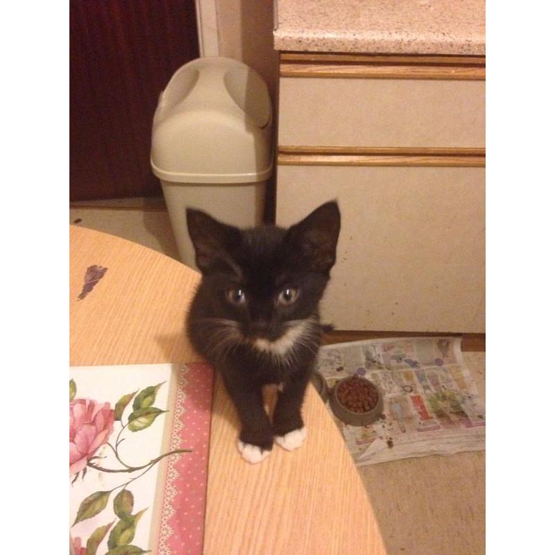 1 Cute Black And White Male Kitten For Sale From Eastwood