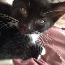 1 Cute Black And White Male Kitten For Sale From Eastwood