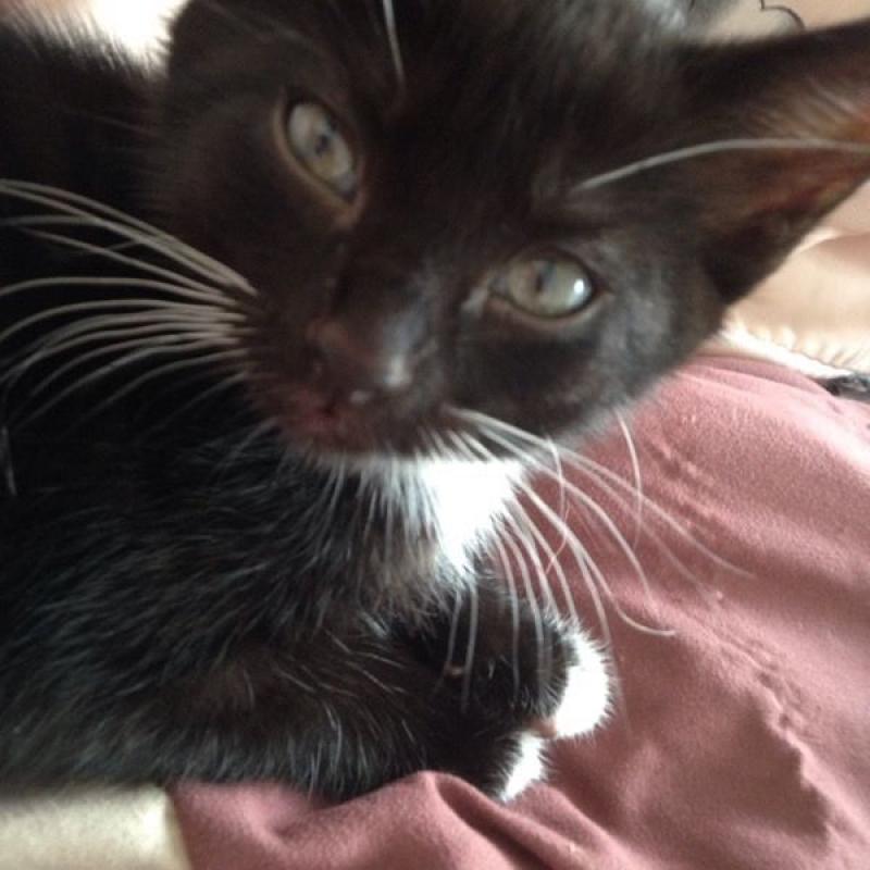 1 Cute Black And White Male Kitten For Sale From Eastwood