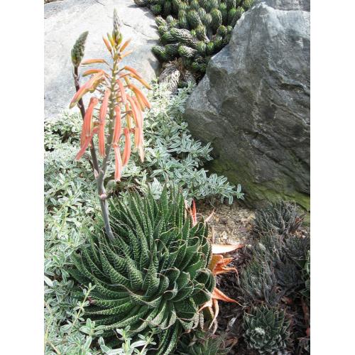 Chinese Artichoke and Lace Aloe Plants