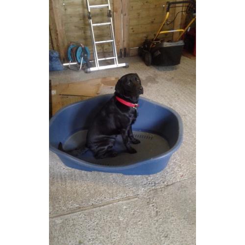 Large dog bed