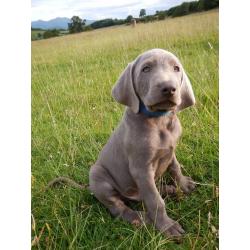 KC reg Slovakian Rough Haired Pointer puppies for sale - ready to leave