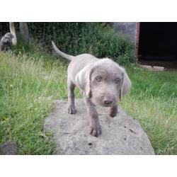 KC reg Slovakian Rough Haired Pointer puppies for sale - ready to leave