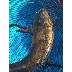 Pond fish and accessories for sale