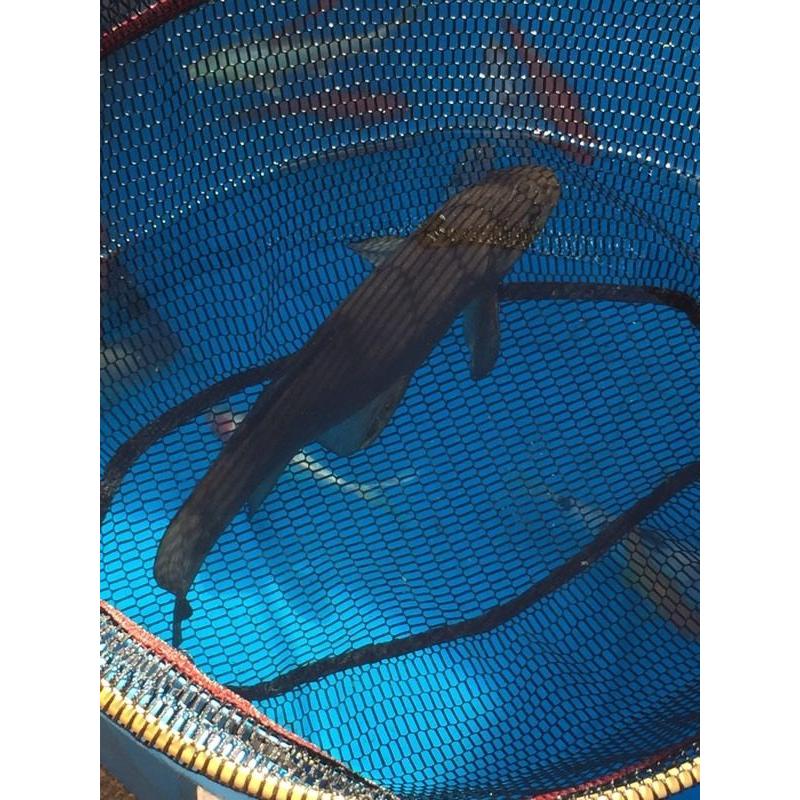 Pond fish and accessories for sale