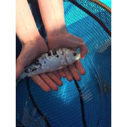 Pond fish and accessories for sale