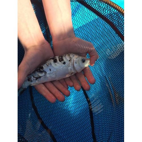 Pond fish and accessories for sale