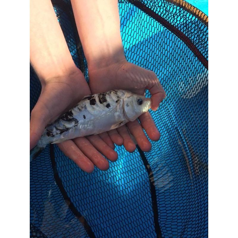 Pond fish and accessories for sale