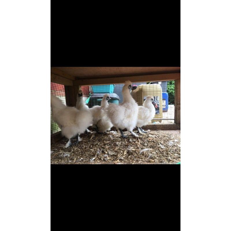 6 white silkie pullets at POL