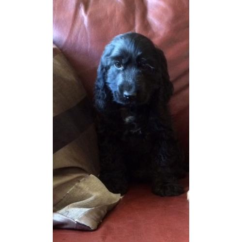 Cocker Spaniel Puppy