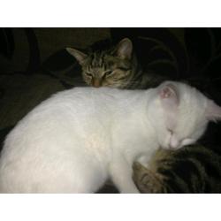 2 cats looking for a new forever home