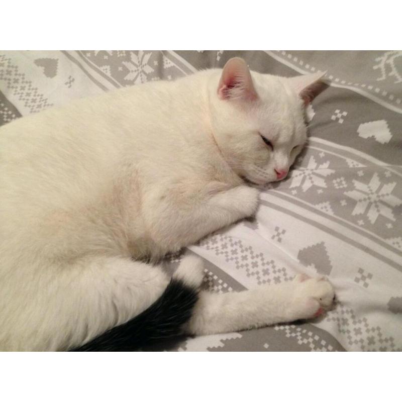 2 cats looking for a new forever home