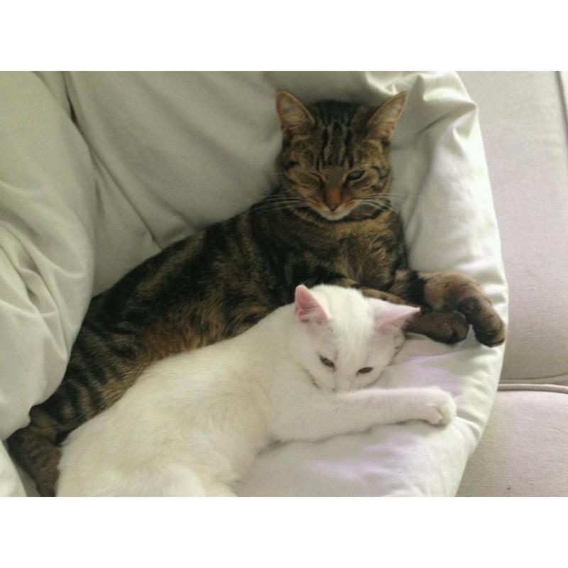 2 cats looking for a new forever home