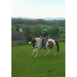 14. 2 gelding