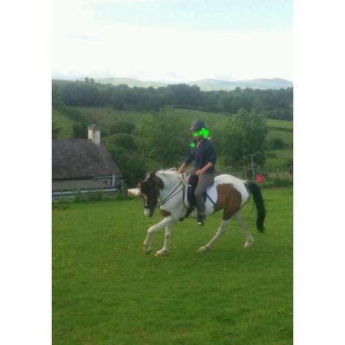14. 2 gelding