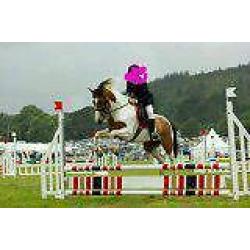 14. 2 gelding