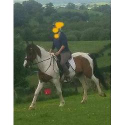 14. 2 gelding