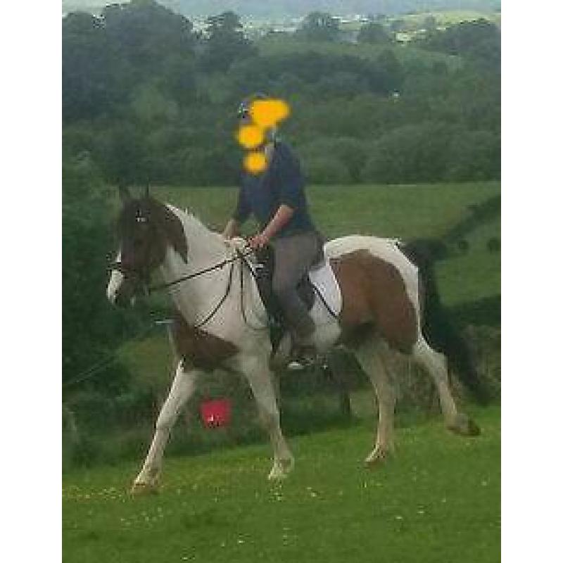 14. 2 gelding