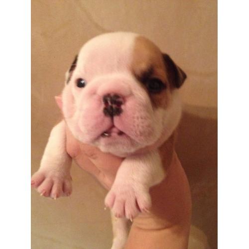 stunning british bulldog puppies