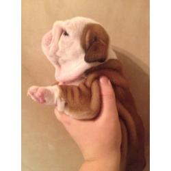 stunning british bulldog puppies