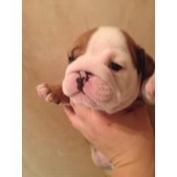stunning british bulldog puppies