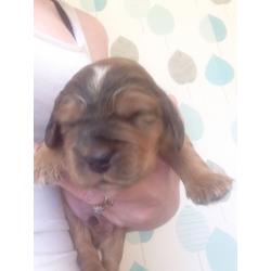 Cocker spaniel puppies