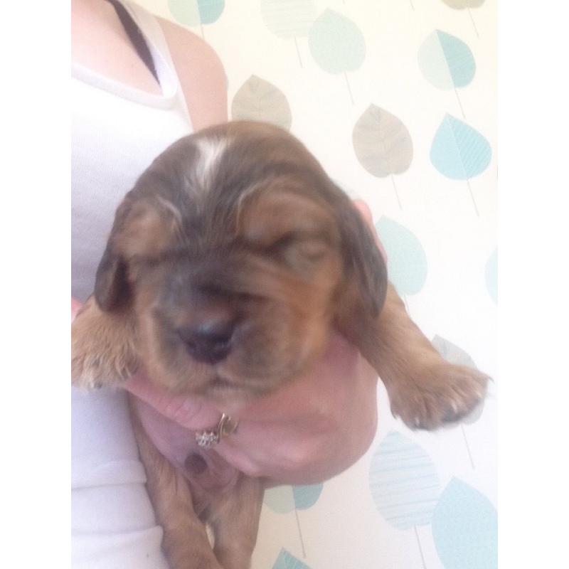 Cocker spaniel puppies