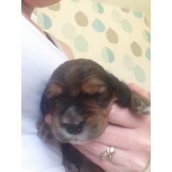 Cocker spaniel puppies