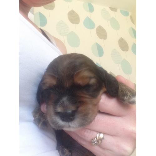 Cocker spaniel puppies