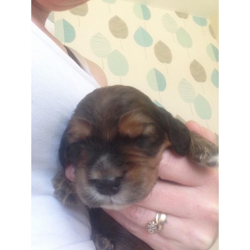 Cocker spaniel puppies