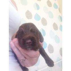 Cocker spaniel puppies