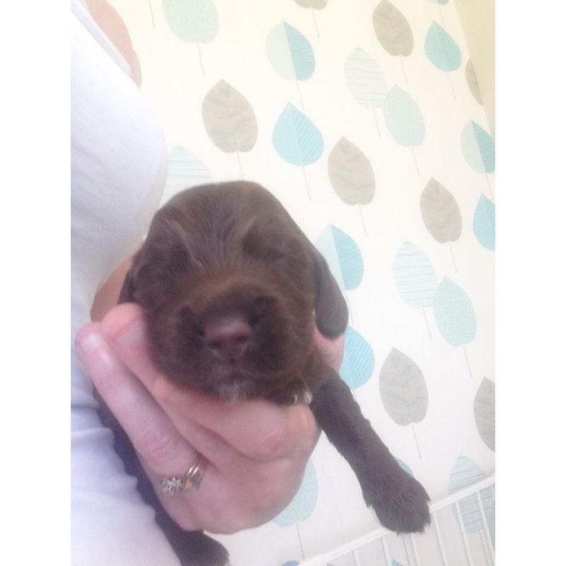 Cocker spaniel puppies