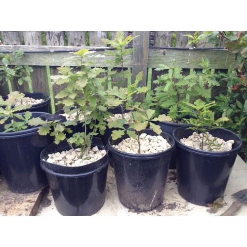 Oak trees for sale