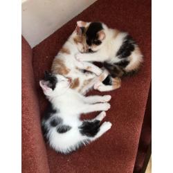 Kittens