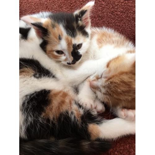 Kittens