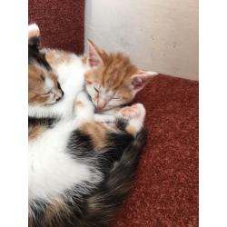 Kittens